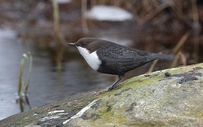 White-throated dipper (Cinclus cinclus)
