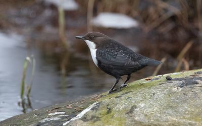White-throated dipper (Cinclus cinclus)