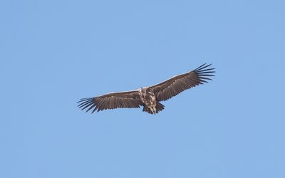 Lappet-faced vulture (Torgos tracheliotos)