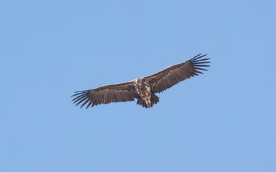 Lappet-faced vulture (Torgos tracheliotos)