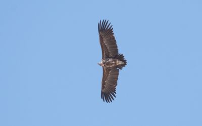 Lappet-faced vulture (Torgos tracheliotos)