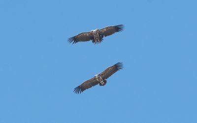 Lappet-faced vulture (Torgos tracheliotos)