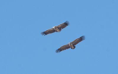 Lappet-faced vulture