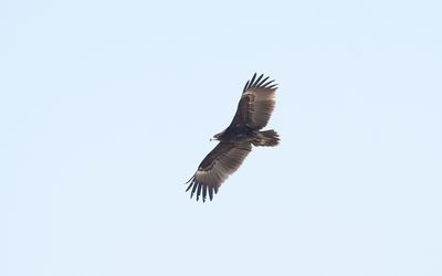 Greater spotted eagle (Clanga clanga)