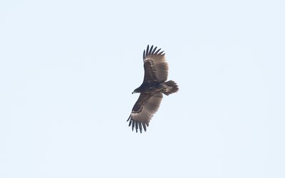 Greater spotted eagle (Clanga clanga)