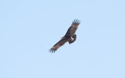 Greater spotted eagle (Clanga clanga)