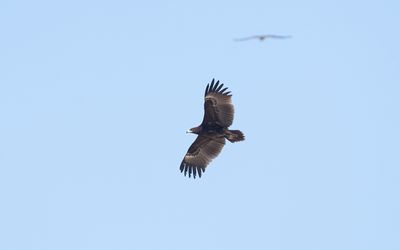 Greater spotted eagle (Clanga clanga)
