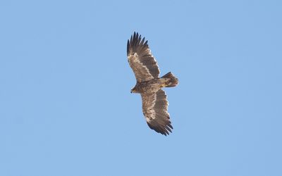Steppe eagle (Aquila nipalensis)