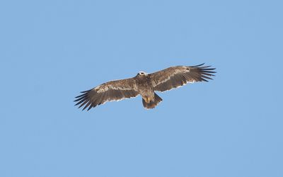 Steppe eagle (Aquila nipalensis)
