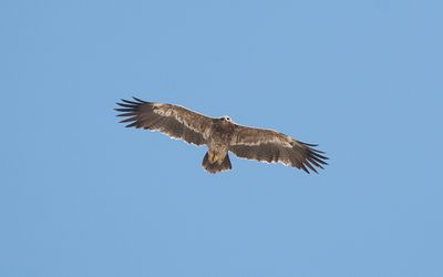 Steppe eagle (Aquila nipalensis)