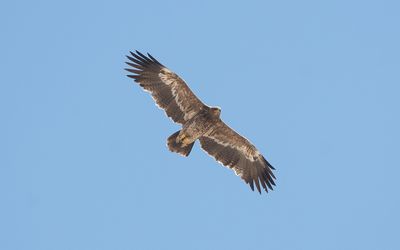 Steppe eagle (Aquila nipalensis)