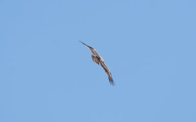 Steppe eagle (Aquila nipalensis)