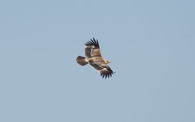 Eastern imperial eagle (Aquila heliaca)