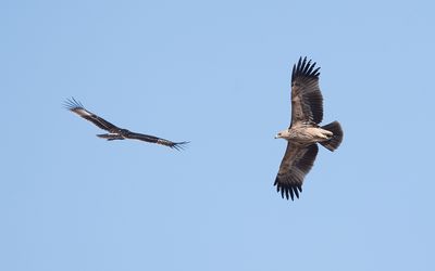 Eastern imperial eagle (Aquila heliaca)