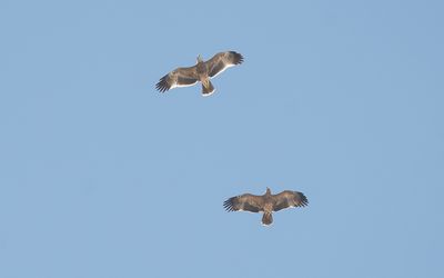 Eastern imperial eagle (Aquila heliaca)
