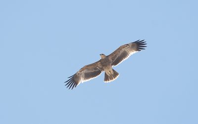 Eastern imperial eagle (Aquila heliaca)