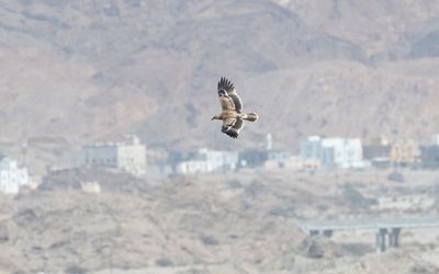 Eastern imperial eagle (Aquila heliaca)