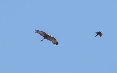 Eastern imperial eagle (Aquila heliaca)