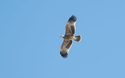 Eastern imperial eagle (Aquila heliaca)