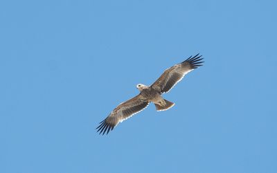 Eastern imperial eagle (Aquila heliaca)