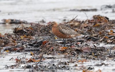 Bar-tailed godwit (Limosa lapponica)