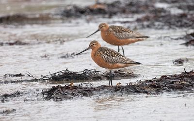 Bar-tailed godwit (Limosa lapponica)