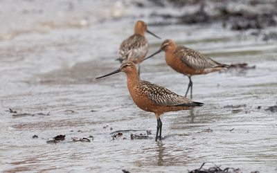 Bar-tailed godwit (Limosa lapponica)