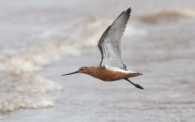 Bar-tailed godwit (Limosa lapponica)