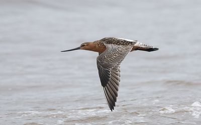 Bar-tailed godwit (Limosa lapponica)