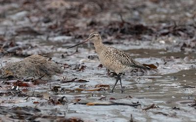 Bar-tailed godwit (Limosa lapponica)