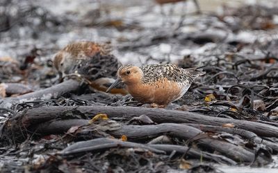 Red knot (Calidris canutus)
