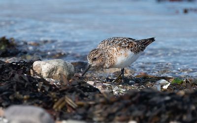 Sanderling (Calidris alba)