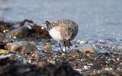 Sanderling (Calidris alba)