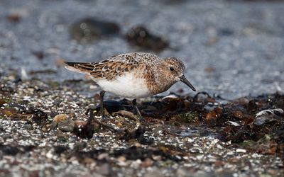 Sanderling (Calidris alba)