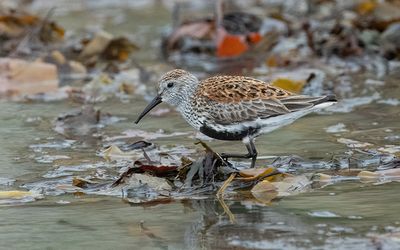 Dunlin (Calidris alpina)