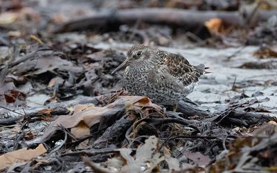 Purple sandpiper (Calidris maritima)