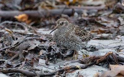 Purple sandpiper (Calidris maritima)