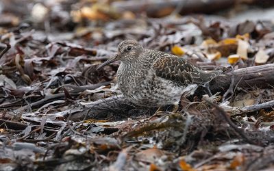 Purple sandpiper (Calidris maritima)