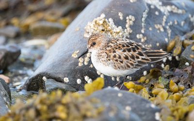 Little stint (Calidris minuta)