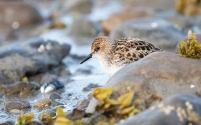 Little stint