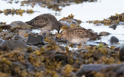 Pectoral sandpiper (Calidris melanotos)
