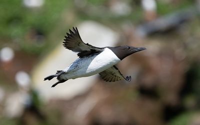 Common guillemot (Uria aalge)