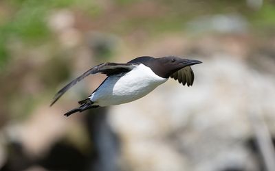 Common guillemot (Uria aalge)