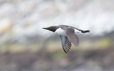 Common guillemot (Uria aalge)