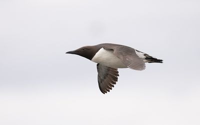 Common guillemot (Uria aalge)