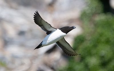 Razorbill (Alca torda)
