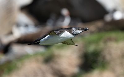 Razorbill (Alca torda)