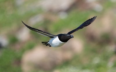 Razorbill (Alca torda)