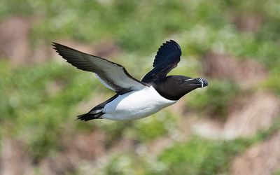 Razorbill (Alca torda)