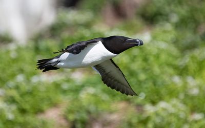 Razorbill (Alca torda)